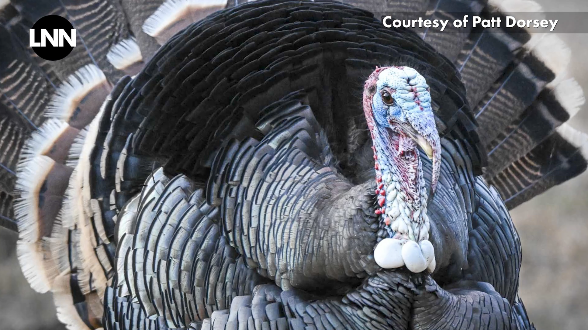 Colorado's Wild History - Part 2