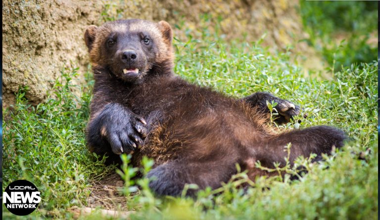 wolverine