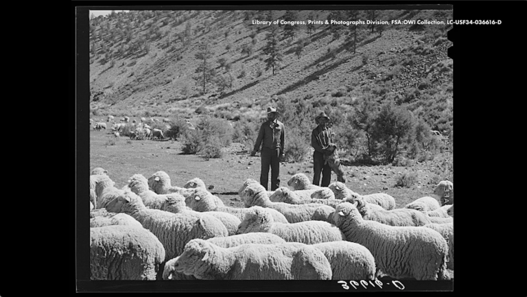 Voices of the Past: Remembering the Sheepherders of the San Juans (Part 2)