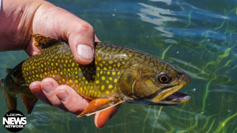 hand holding a trout