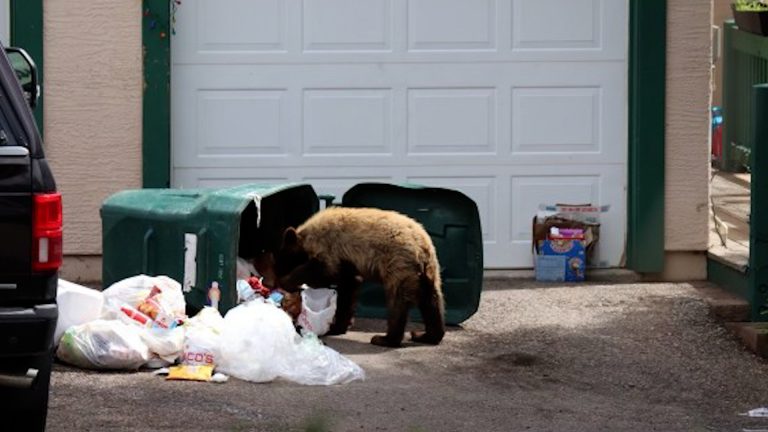 Negligently Luring Bears